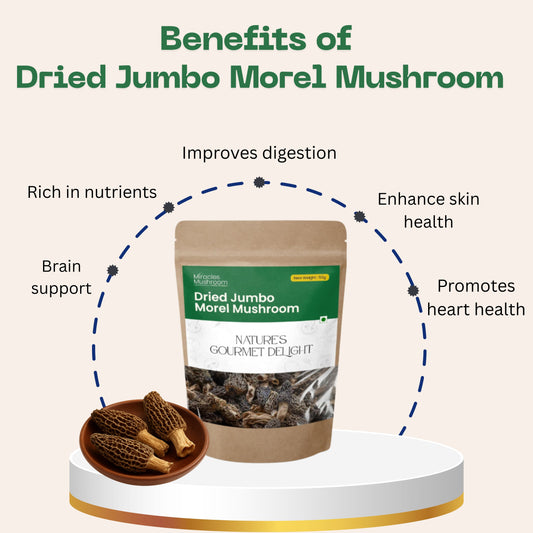 Dried Jumbo Morel Mushroom (Gucchi) | Gourmet Superfood & Health Benefits